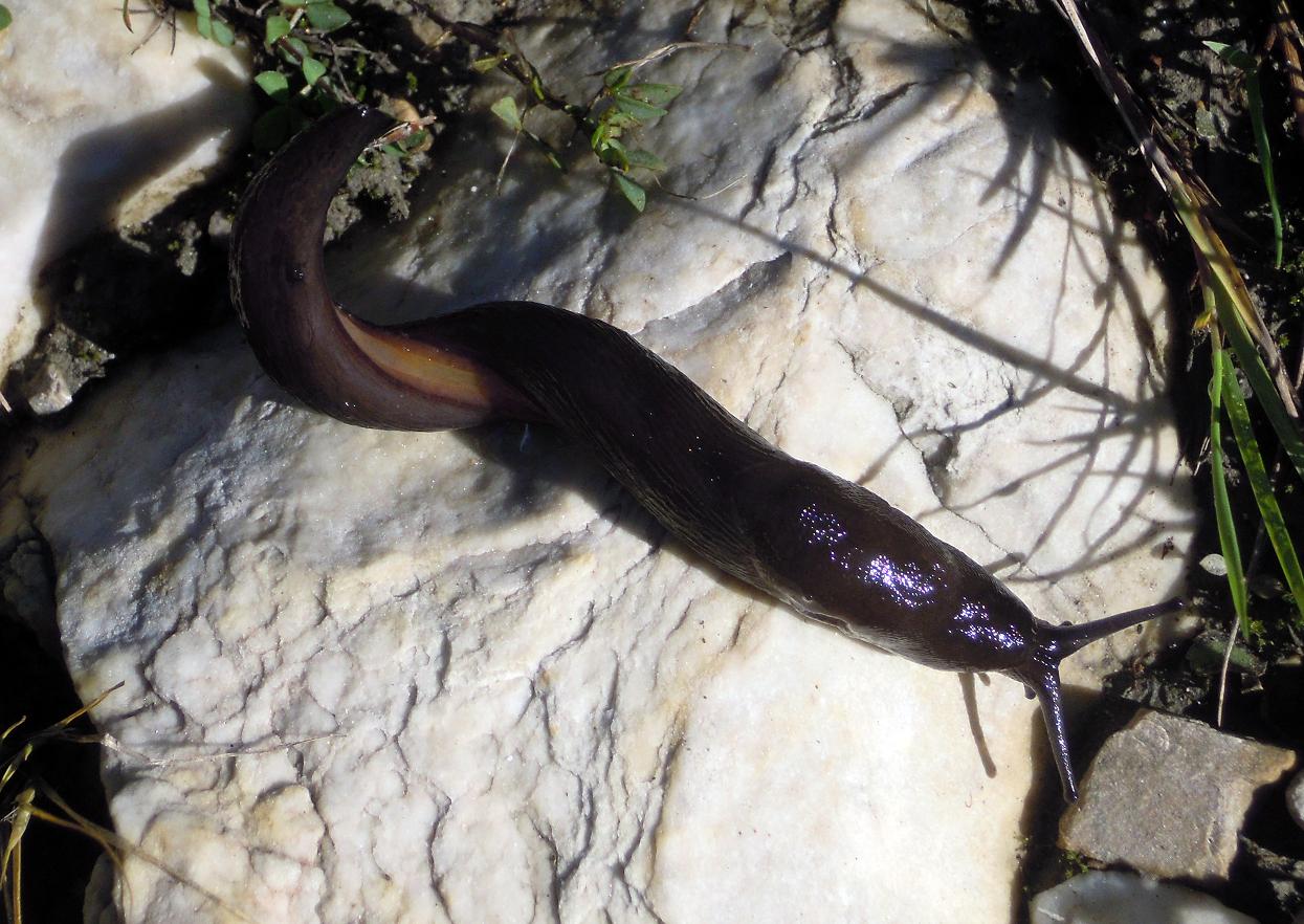 Limax del gruppo corsicus dalle Apuane